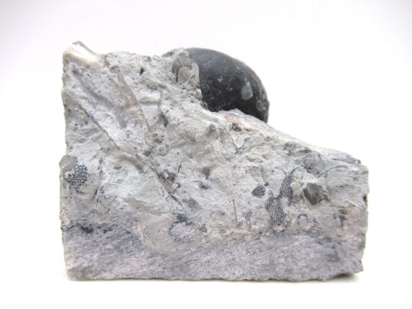 Platyostoma Niagarensis Indiana Gastropod #45 - Image 2