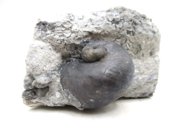 Platyostoma Niagarensis Indiana Gastropod #45 - Image 3