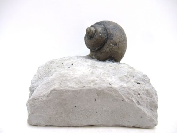Platyostoma Niagarensis Indiana Gastropod #46