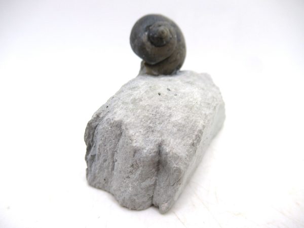 Platyostoma Niagarensis Indiana Gastropod #46 - Image 3