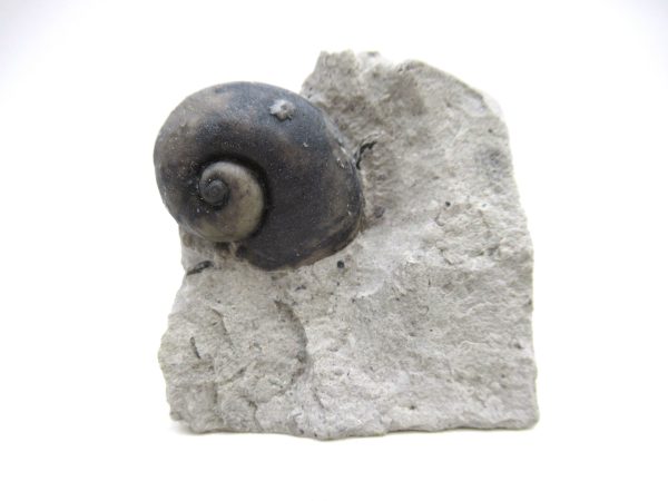Platyostoma Niagarensis Indiana Gastropod #47