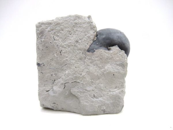 Platyostoma Niagarensis Indiana Gastropod #47 - Image 2