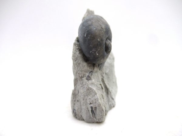 Platyostoma Niagarensis Indiana Gastropod #47 - Image 3