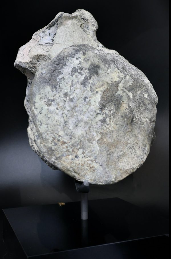 Apatosaurus Sauropod Dinosaur Vertebra Fossil for Sale #1