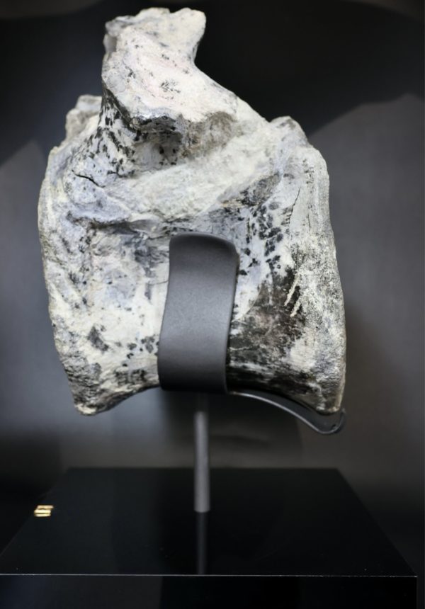 Apatosaurus Sauropod Dinosaur Vertebra Fossil for Sale #1 - Image 2