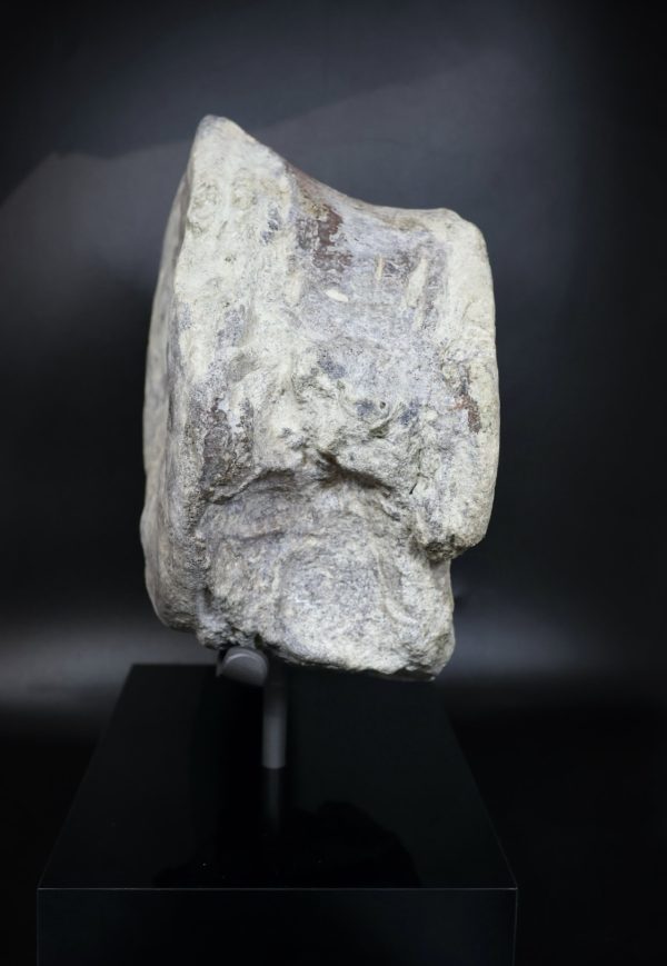 Apatosaurus Sauropod Dinosaur Vertebra Fossil for Sale #1 - Image 10