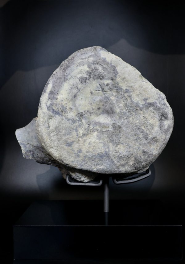 Apatosaurus Sauropod Dinosaur Vertebra Fossil for Sale #1 - Image 9