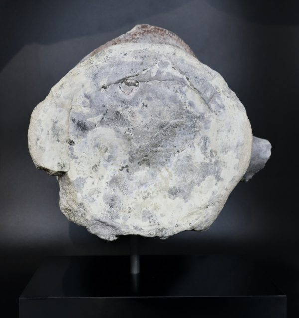 Apatosaurus Sauropod Dinosaur Vertebra Fossil for Sale #1 - Image 8