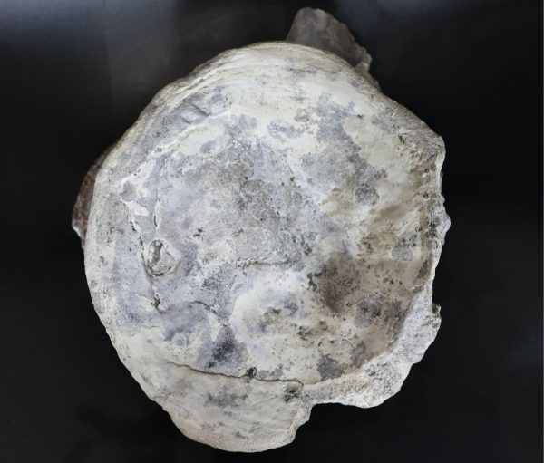 Apatosaurus Sauropod Dinosaur Vertebra Fossil for Sale #1 - Image 7