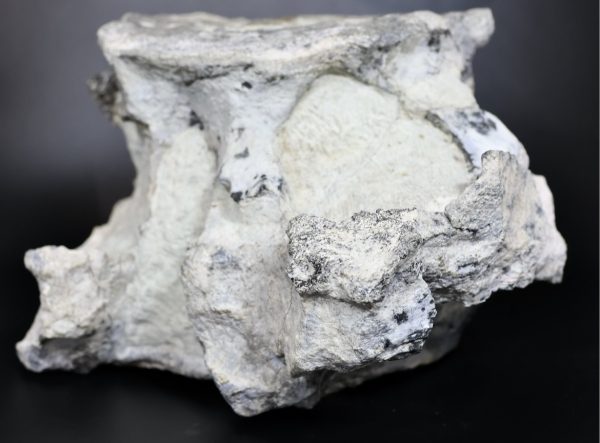 Apatosaurus Sauropod Dinosaur Vertebra Fossil for Sale #1 - Image 6