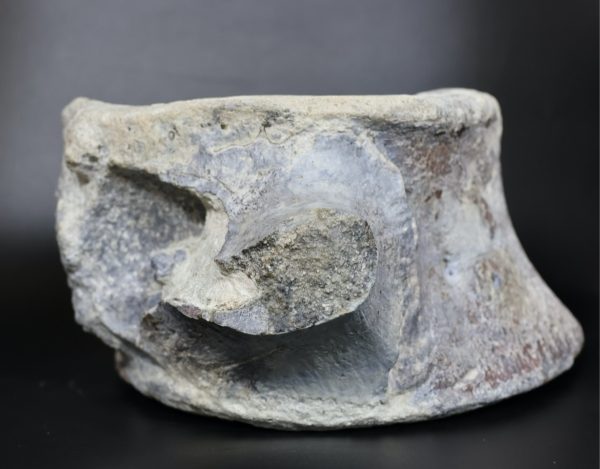 Apatosaurus Sauropod Dinosaur Vertebra Fossil for Sale #1 - Image 5