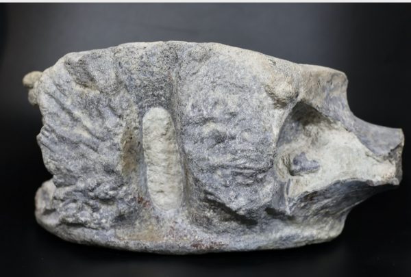 Apatosaurus Sauropod Dinosaur Vertebra Fossil for Sale #1 - Image 4