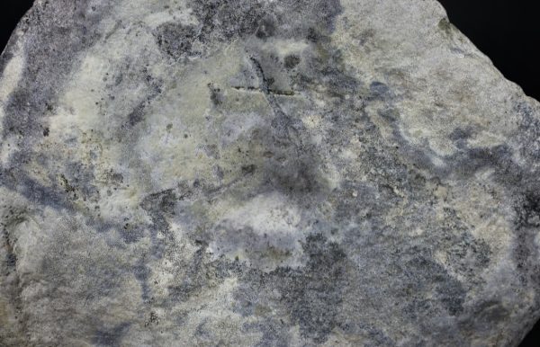 Apatosaurus Sauropod Dinosaur Vertebra Fossil for Sale #1 - Image 3