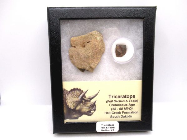 Genuine Cretaceous Age Triceratops Frill & Tooth Medium Fossils for Sale from South Dakota #5