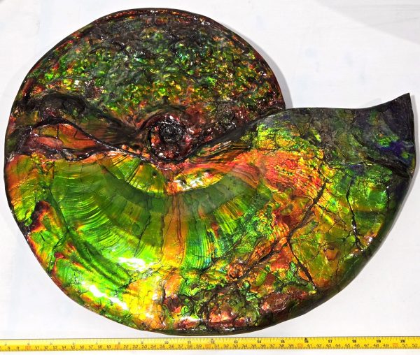 General Cretaceous Age Placenticeras costatum Ammonite Fossils From Canada For Sale #532