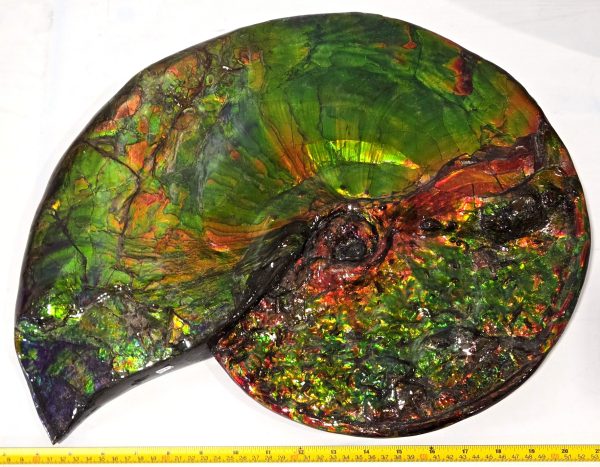 General Cretaceous Age Placenticeras costatum Ammonite Fossils From Canada For Sale #532a