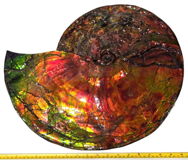 General Cretaceous Age Placenticeras costatum Ammonite Fossils From Canada For Sale #532b