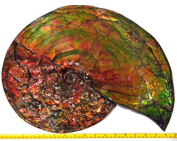 General Cretaceous Age Placenticeras costatum Ammonite Fossils From Canada For Sale #532c