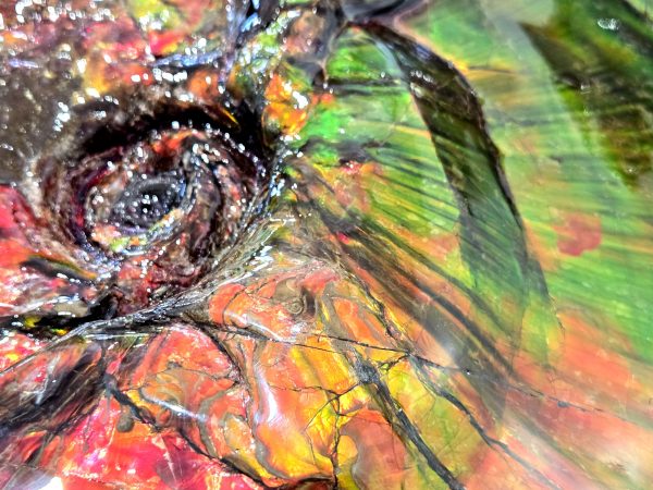 General Cretaceous Age Placenticeras costatum Ammonite Fossils From Canada For Sale #532f