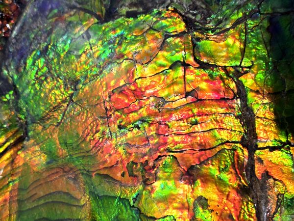 General Cretaceous Age Placenticeras costatum Ammonite Fossils From Canada For Sale #532g