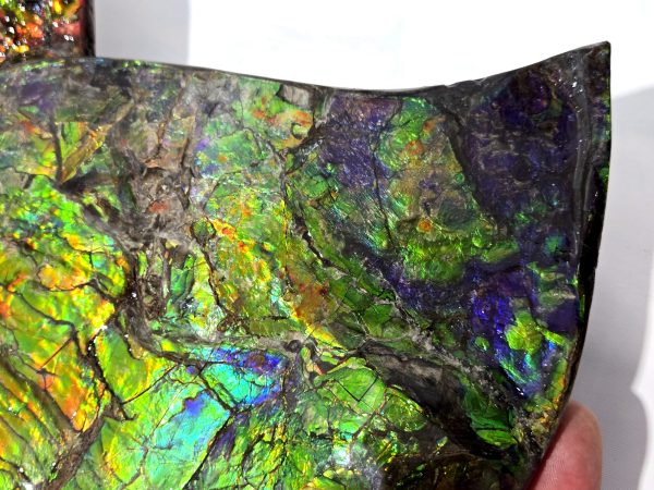 General Cretaceous Age Placenticeras costatum Ammonite Fossils From Canada For Sale #532h