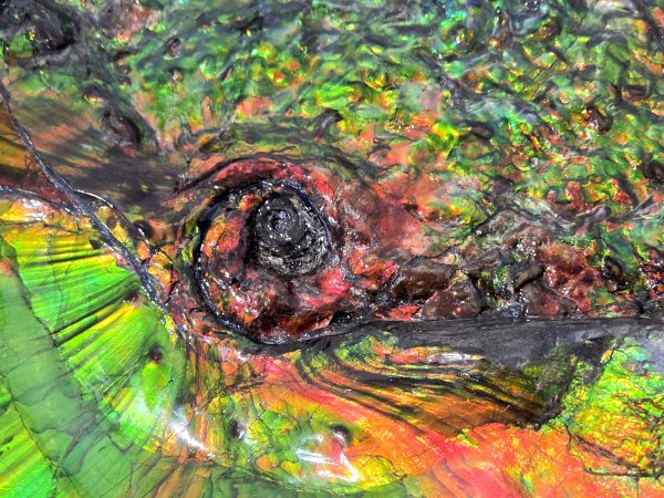General Cretaceous Age Placenticeras costatum Ammonite Fossils From Canada For Sale #532i