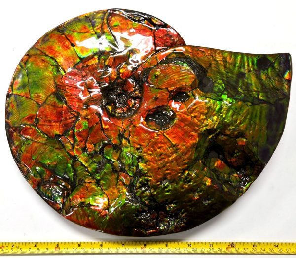 Gem Ammolite Ammonite For Sale from Alberta Canada #4