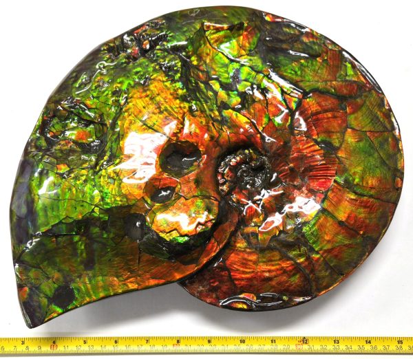 Gem Ammolite Ammonite For Sale from Alberta Canada #4 - Image 2