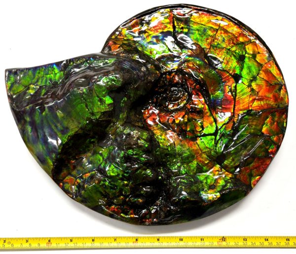 Gem Ammolite Ammonite For Sale from Alberta Canada #4 - Image 14