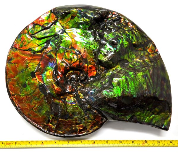 Gem Ammolite Ammonite For Sale from Alberta Canada #4 - Image 13