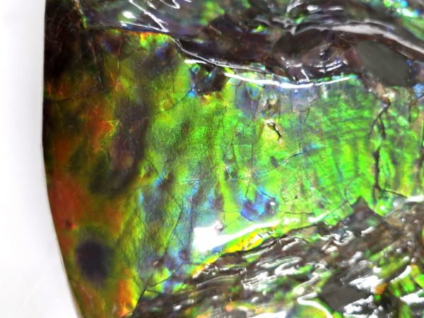 Gem Ammolite Ammonite For Sale from Alberta Canada #4 - Image 12