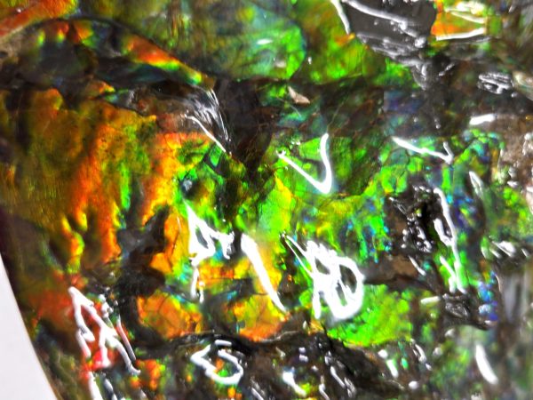 Gem Ammolite Ammonite For Sale from Alberta Canada #4 - Image 11