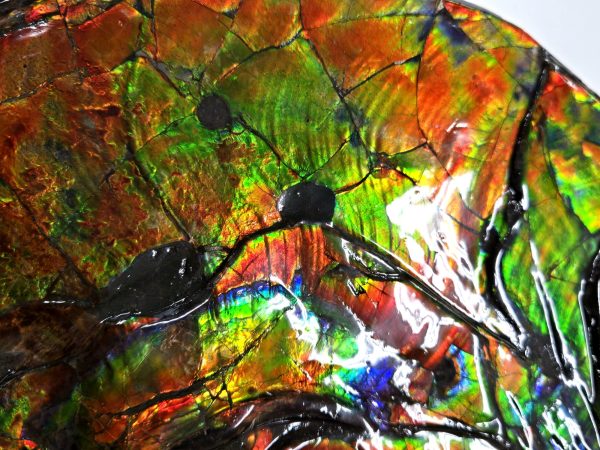 Gem Ammolite Ammonite For Sale from Alberta Canada #4 - Image 10
