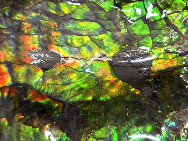 Gem Ammolite Ammonite For Sale from Alberta Canada #4 - Image 9