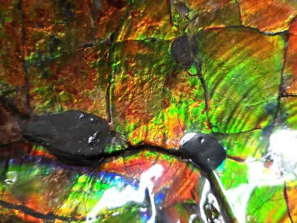 Gem Ammolite Ammonite For Sale from Alberta Canada #4 - Image 8