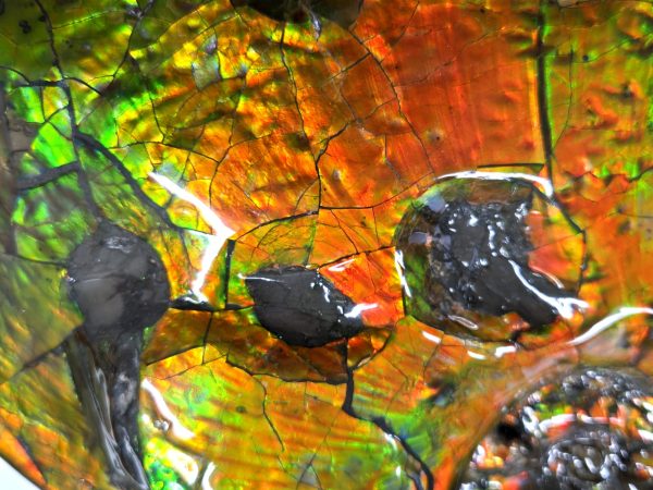Gem Ammolite Ammonite For Sale from Alberta Canada #4 - Image 7