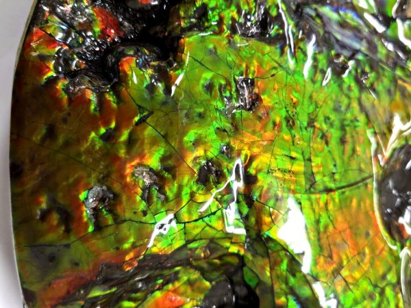 Gem Ammolite Ammonite For Sale from Alberta Canada #4 - Image 6
