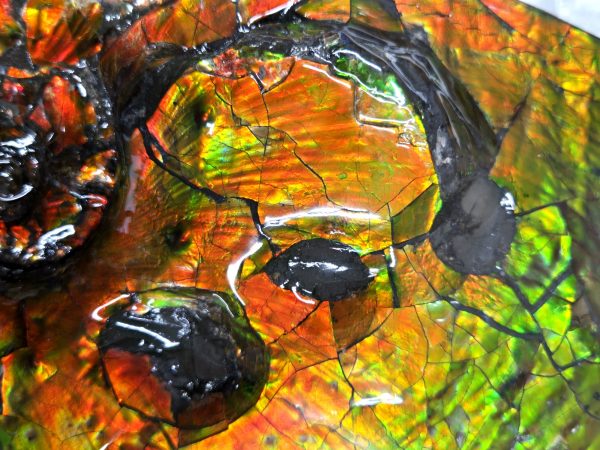 Gem Ammolite Ammonite For Sale from Alberta Canada #4 - Image 5