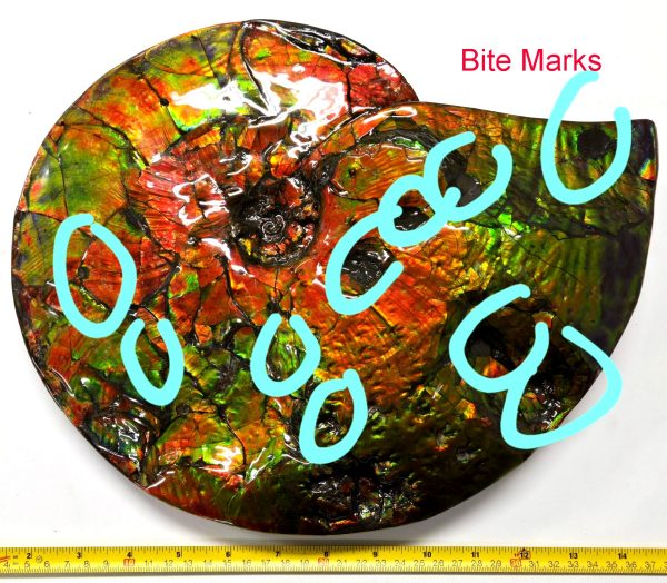 Gem Ammolite Ammonite For Sale from Alberta Canada #4 - Image 4