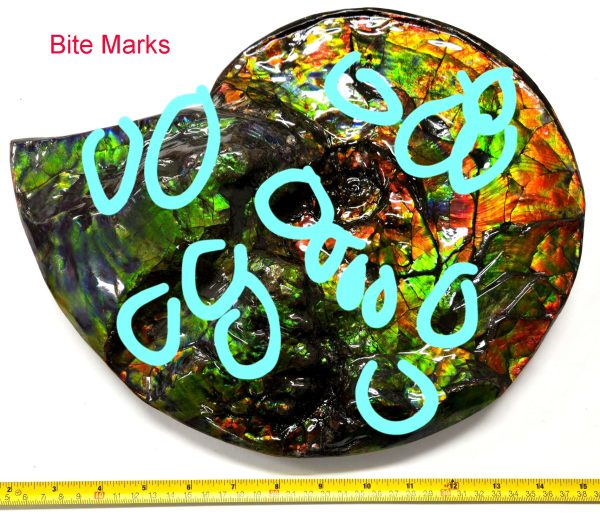 Gem Ammolite Ammonite For Sale from Alberta Canada #4 - Image 3