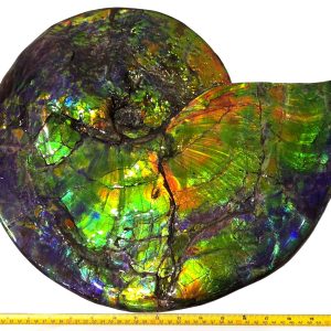 Gem Ammolite Ammonite For Sale from Alberta Canada #3