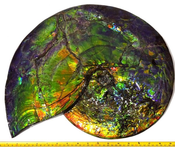 Gem Ammolite Ammonite For Sale from Alberta Canada #3 - Image 2