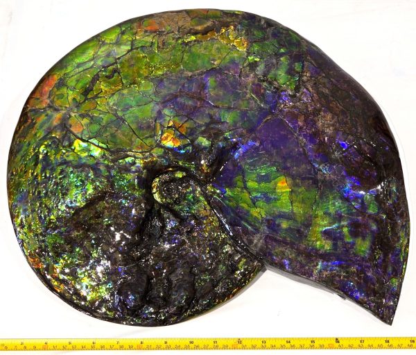 Gem Ammolite Ammonite For Sale from Alberta Canada #3 - Image 9