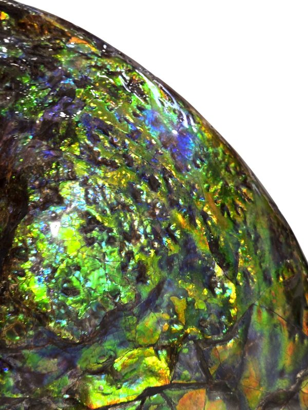 Gem Ammolite Ammonite For Sale from Alberta Canada #3 - Image 8