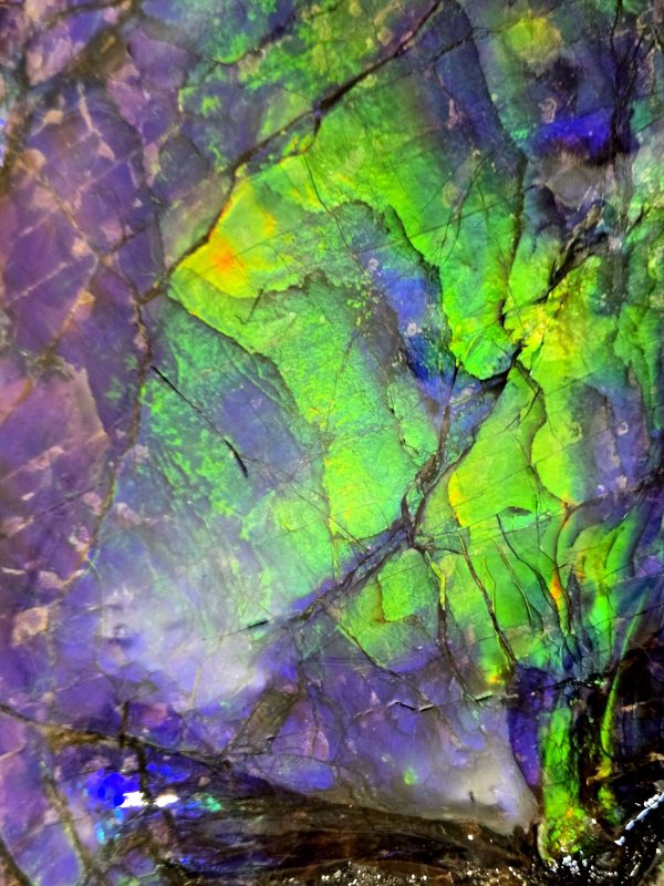 Gem Ammolite Ammonite For Sale from Alberta Canada #3 - Image 7