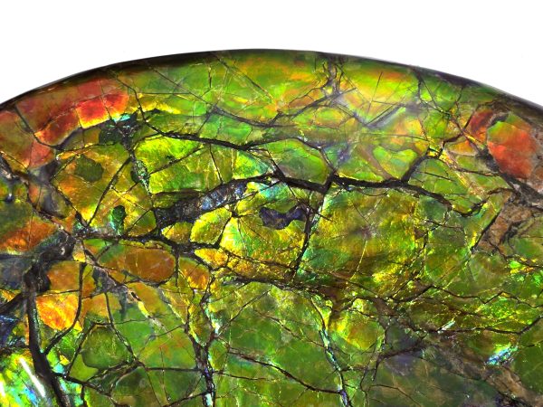 Gem Ammolite Ammonite For Sale from Alberta Canada #3 - Image 6