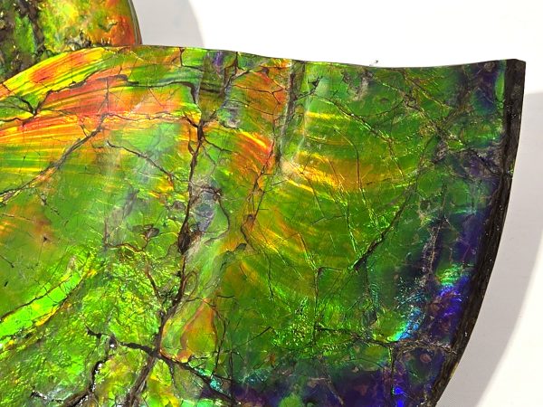 Gem Ammolite Ammonite For Sale from Alberta Canada #3 - Image 5