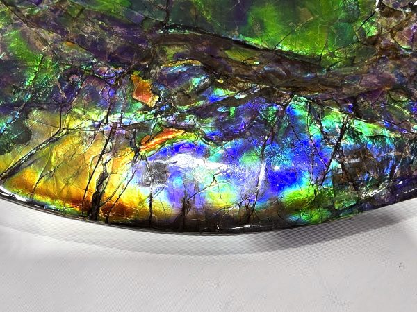 Gem Ammolite Ammonite For Sale from Alberta Canada #3 - Image 4