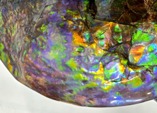Gem Ammolite Ammonite For Sale from Alberta Canada #3 - Image 3