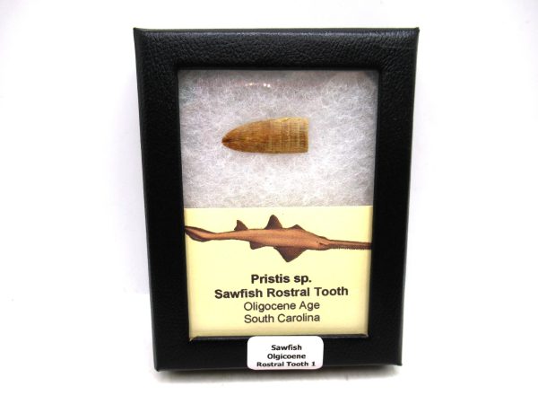 Sawfish Oligocene Rostral Tooth For Sale from S. Carolina #1